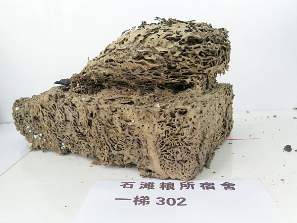 白蚁防治是怎么搞的,快速白蚁防治的有效方法