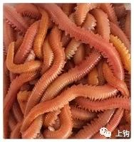 矶钓海钓诱饵笼的用法大全,冬季海钓矶钓用什么假饵最好用