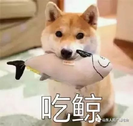 生肖是从大年初一开始算吗,生肖是从立春开始算还是初一