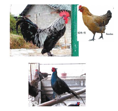 广西容县纯种原鸡,广西纯种原鸡