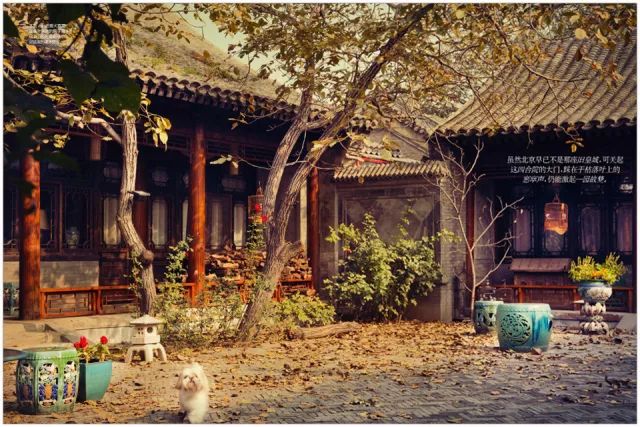 狗年除夕夜｜那些上过《安邸AD》的狗朋友们怎么样了？