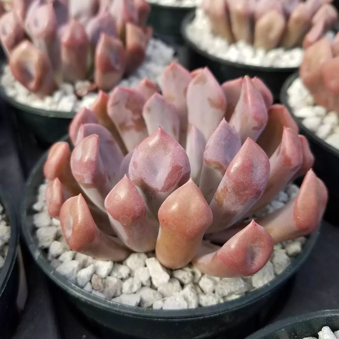 爱神丘比特多肉,多肉爱神丘比特