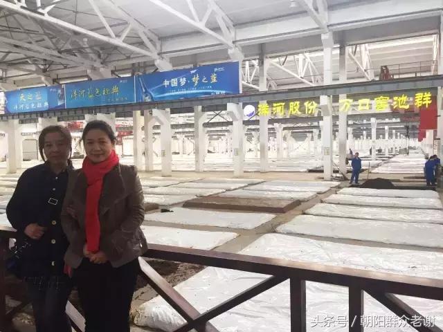 洋河酒厂文化之旅图片,洋河酒厂历史简介概况