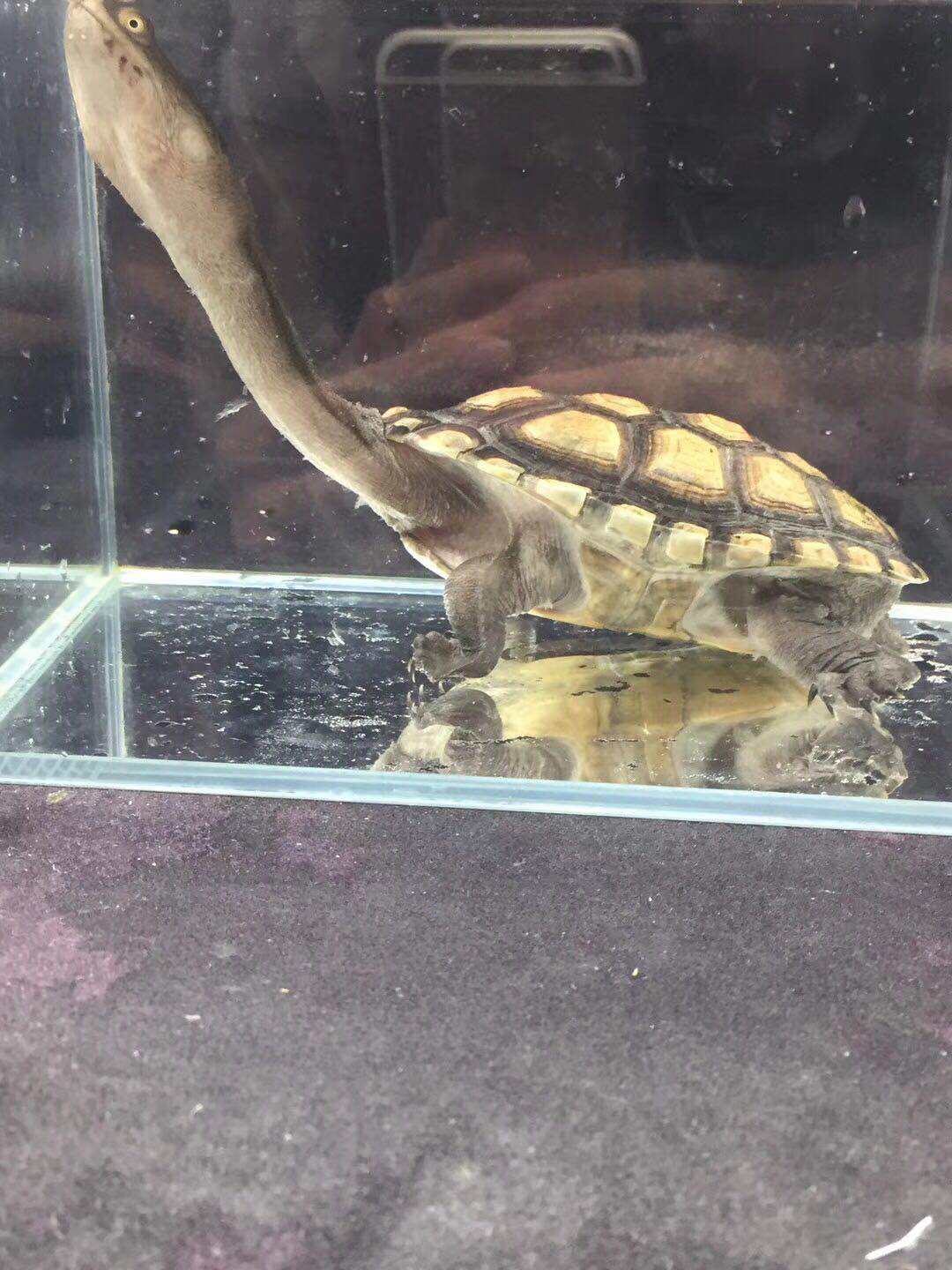 乌龟饲养方法视频教程,冬季乌龟在家饲养方法