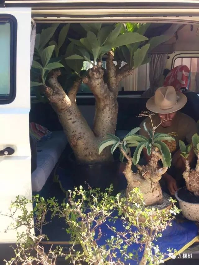 多肉万象最贵的品种,全世界最贵的多肉植物都有哪些