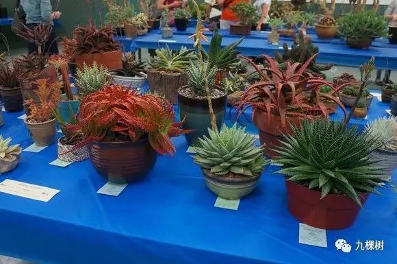 多肉万象最贵的品种,全世界最贵的多肉植物都有哪些