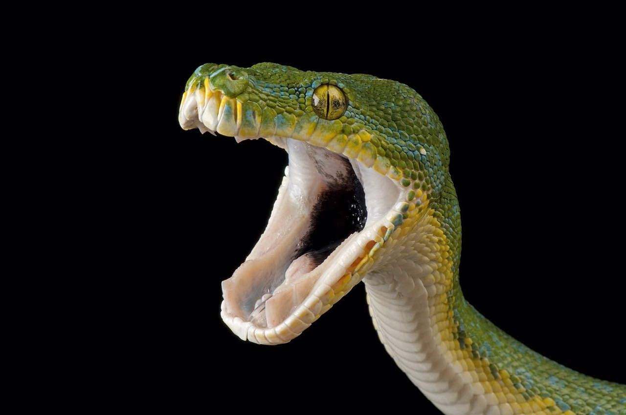 1977年属蛇人未来5年全年运势,1977年属蛇人今日运势如何