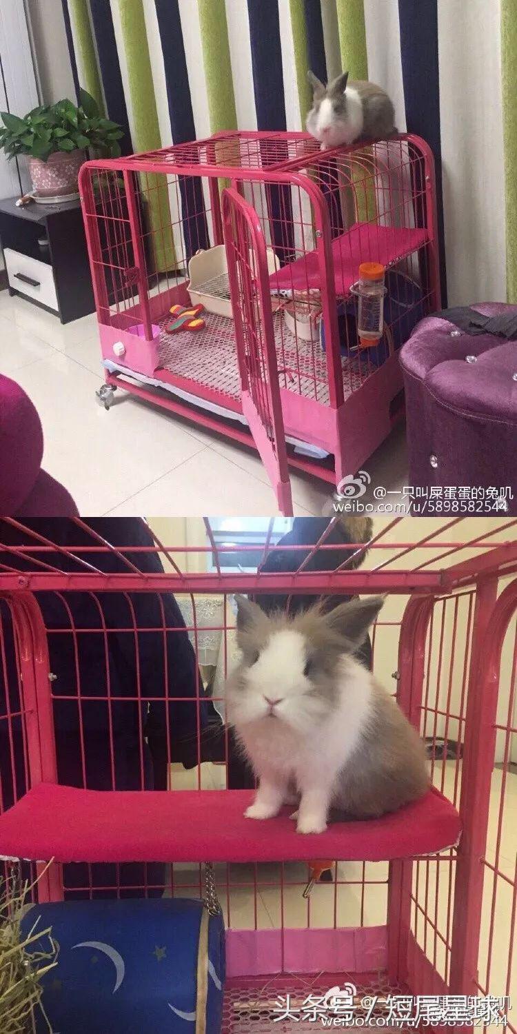 兔兔需要买多大的兔笼,兔兔的专用兔笼