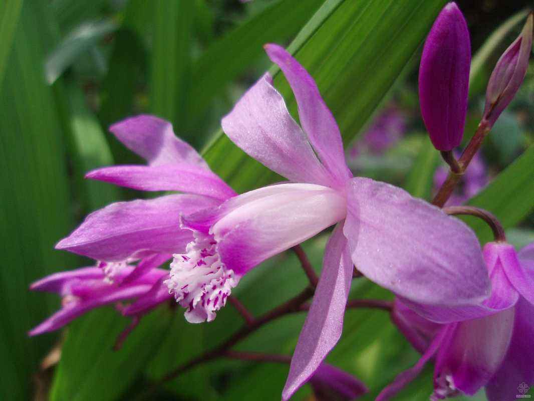种植白芨要投资多少钱一亩地,白芨的种植前景与高效栽培技术