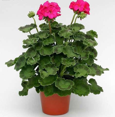 水果肥料养花,用水果皮发酵的花肥可以浇什么花