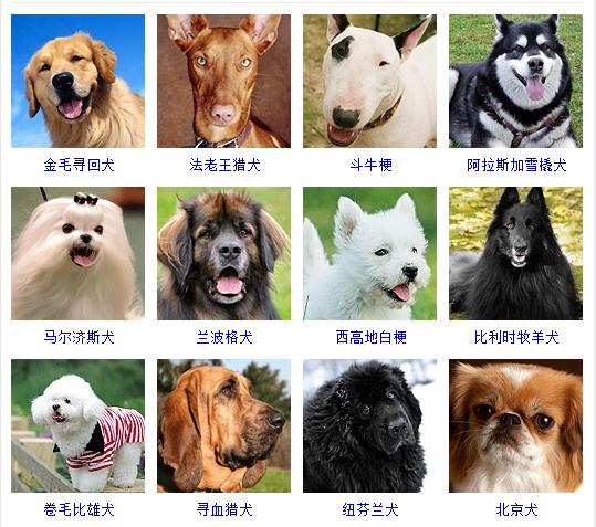 狗狗十大品种大全及图片,狗狗常见品种及图片名称