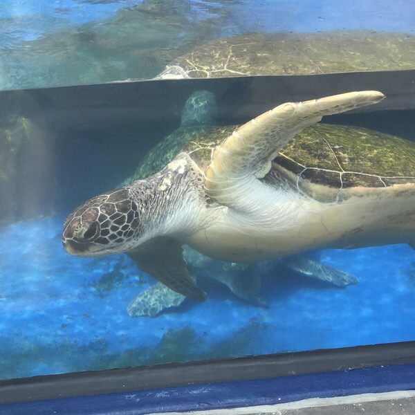 珠海长隆海洋王国宣传片,珠海长隆海洋王国