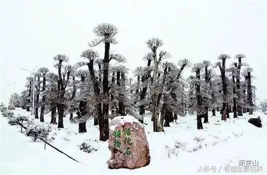 京山对节白蜡盆景作品,京山对节白蜡盆景教程
