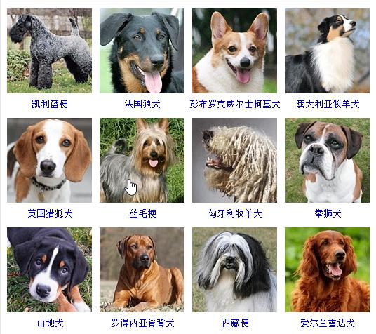 狗狗十大品种大全及图片,狗狗常见品种及图片名称
