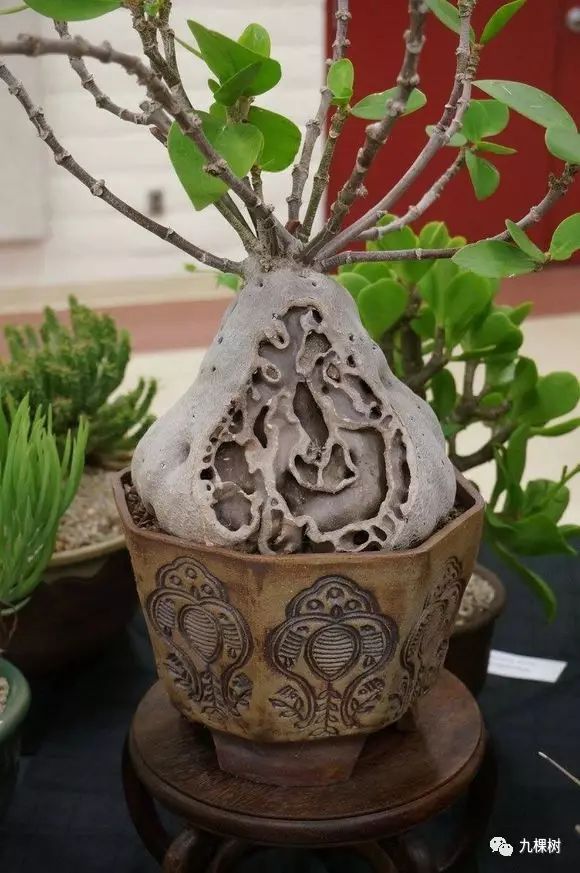 多肉万象最贵的品种,全世界最贵的多肉植物都有哪些