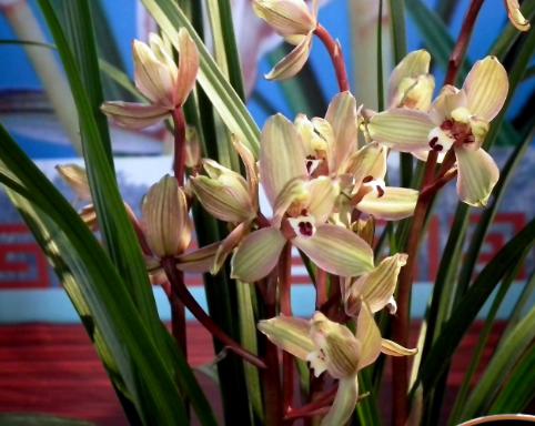 年收入百万的三大生肖女,四大生肖女早年越辛苦晚年越幸福