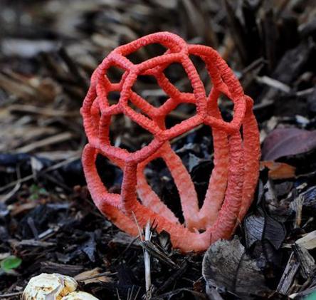 世界上最可怕的蘑菇形状,世界上最可怕的蘑菇排名