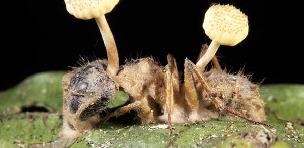 世界上最可怕的蘑菇形状,世界上最可怕的蘑菇排名