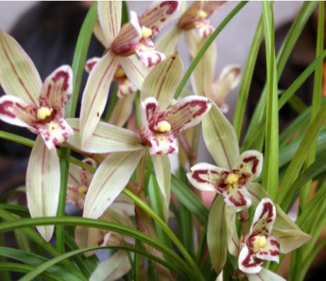 年收入百万的三大生肖女,四大生肖女早年越辛苦晚年越幸福