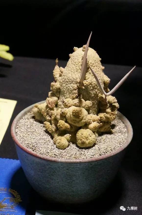 多肉万象最贵的品种,全世界最贵的多肉植物都有哪些