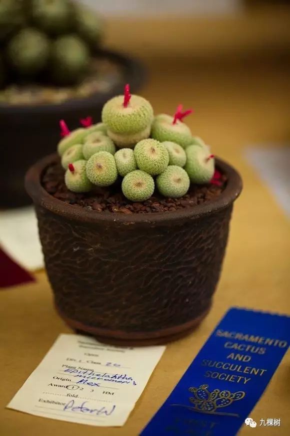 多肉万象最贵的品种,全世界最贵的多肉植物都有哪些