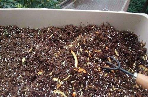 水果肥料养花,用水果皮发酵的花肥可以浇什么花