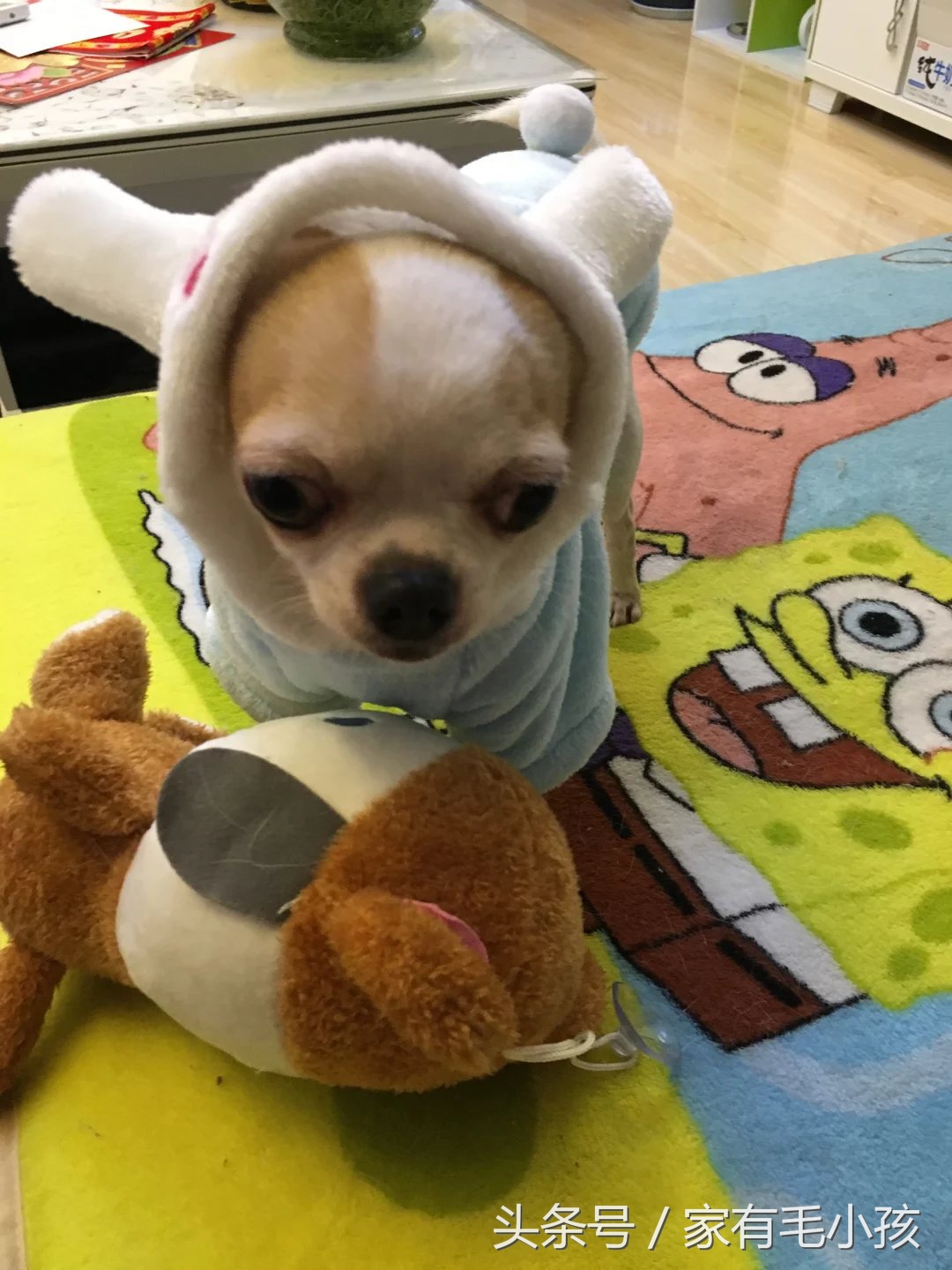 各种狗狗的种类及名字,英语狗的品种都有哪些