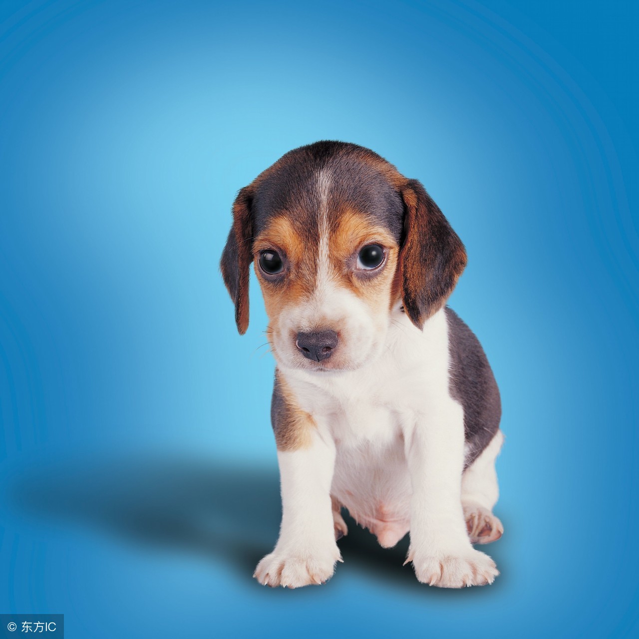 狗狗十大品种大全及图片,狗狗常见品种及图片名称