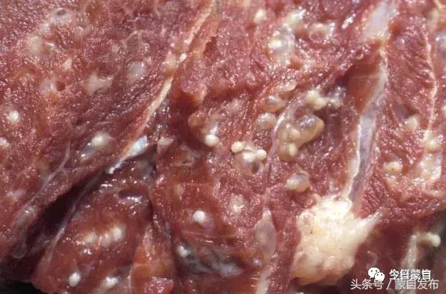 过年了，蒙自的这*猪种**肉千万别买！