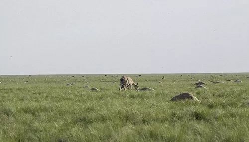 虽然千金难求，但羚羊角的药效可能还比不上布洛芬