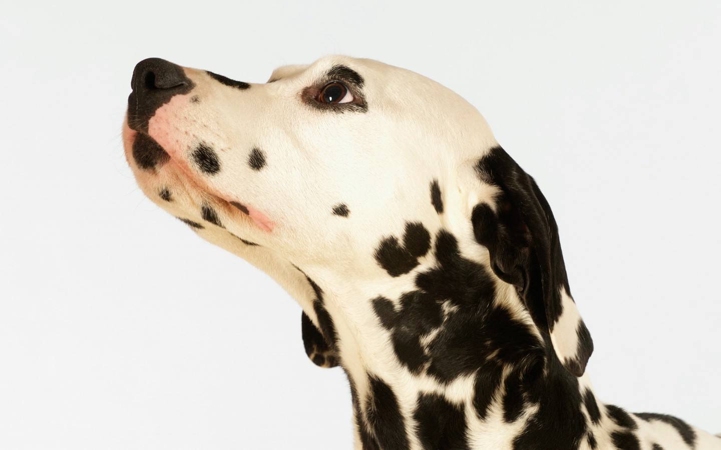 带狗字的成语是什么,关于带狗的成语大全