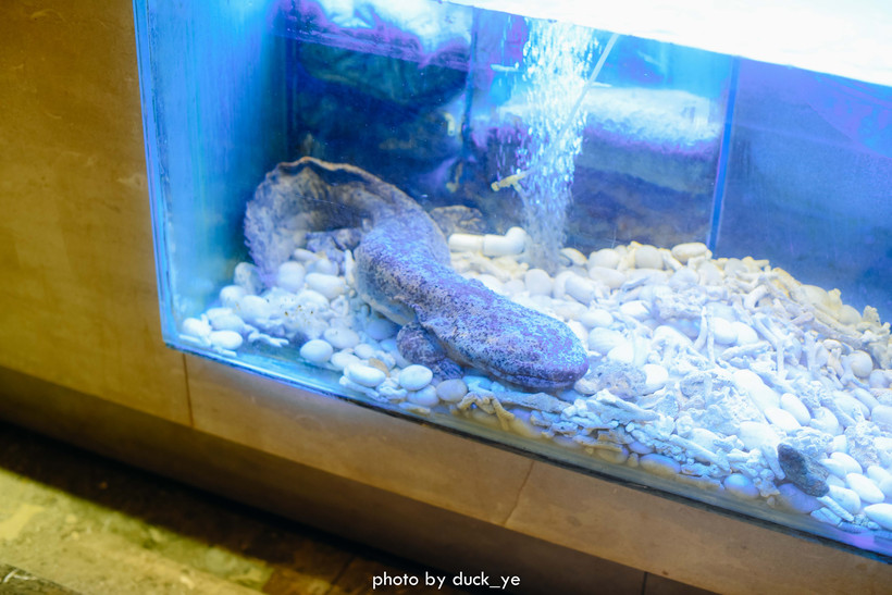 鳄鱼、娃娃鱼，300+深海臻品，人均400还满场，为什么