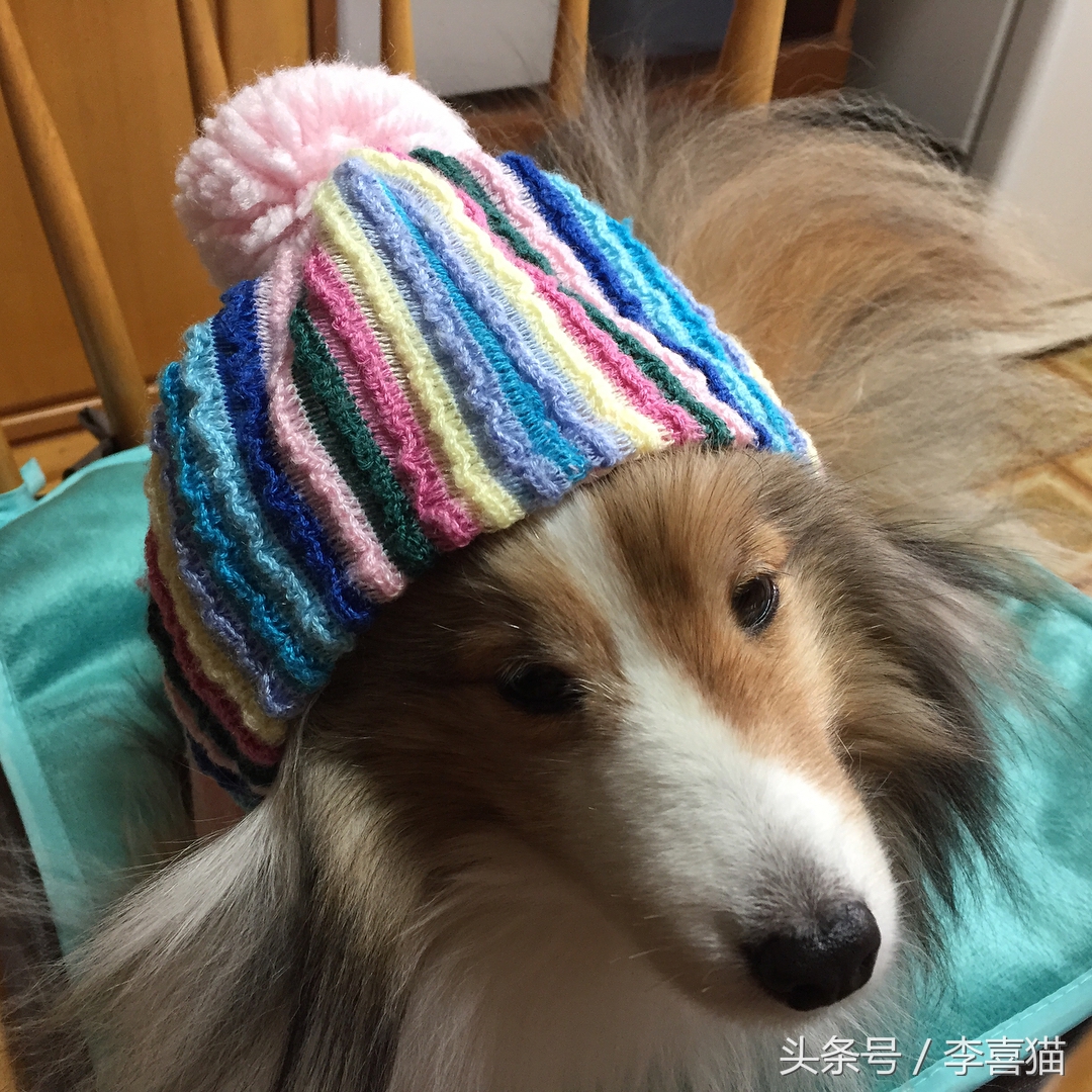 喜乐蒂牧羊犬黑色小时候,喜乐蒂牧羊犬是最聪明的狗吗