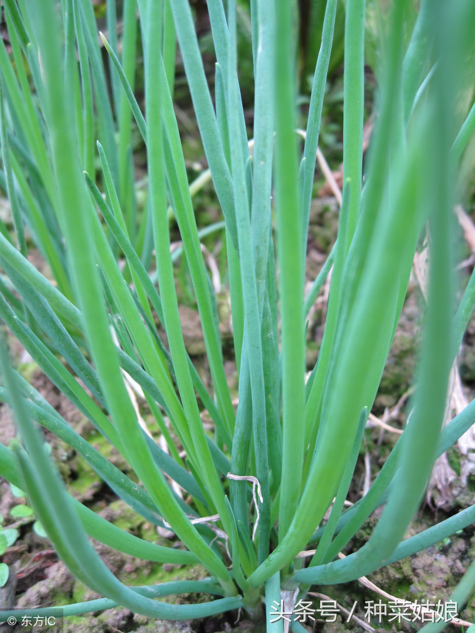 种菜发芽了怎么浇水,种菜小技巧香菜怎么种的