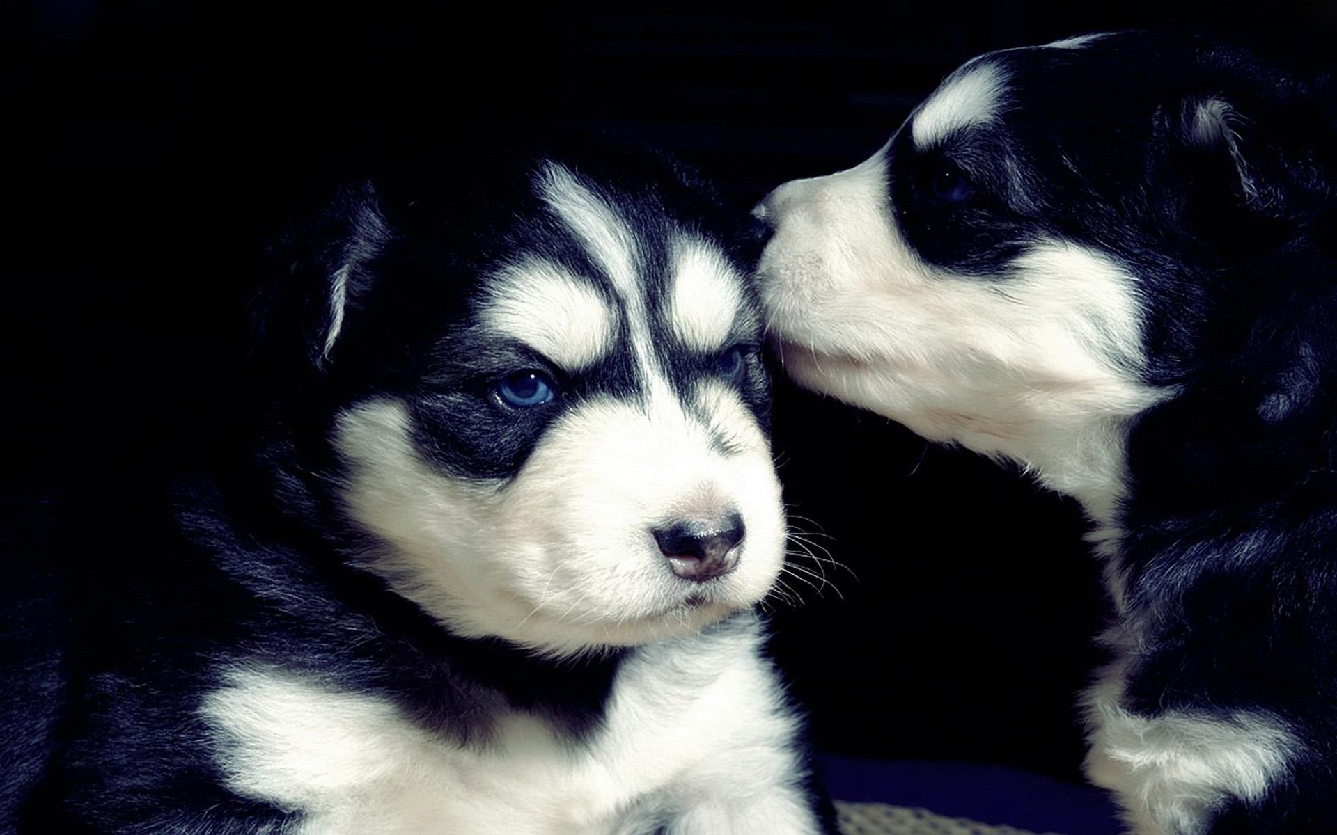 带狗字的成语是什么,关于带狗的成语大全