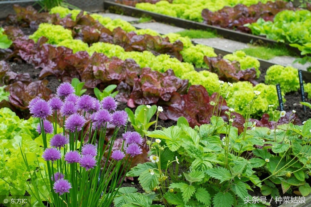种菜发芽了怎么浇水,种菜小技巧香菜怎么种的