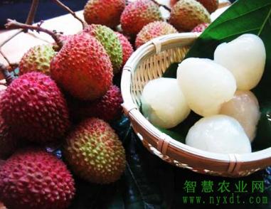 荔枝果树管理全套技术视频,果树管理技术与病虫害防治技术