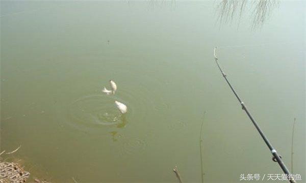 抛竿串钩钓鲫鱼方法,抛竿串钩钓鲫鱼的正确方法