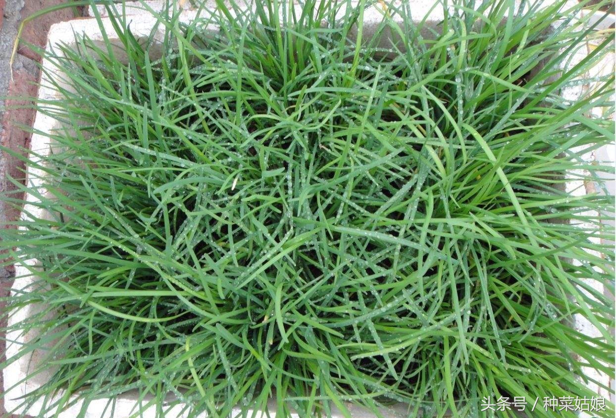 种菜发芽了怎么浇水,种菜小技巧香菜怎么种的