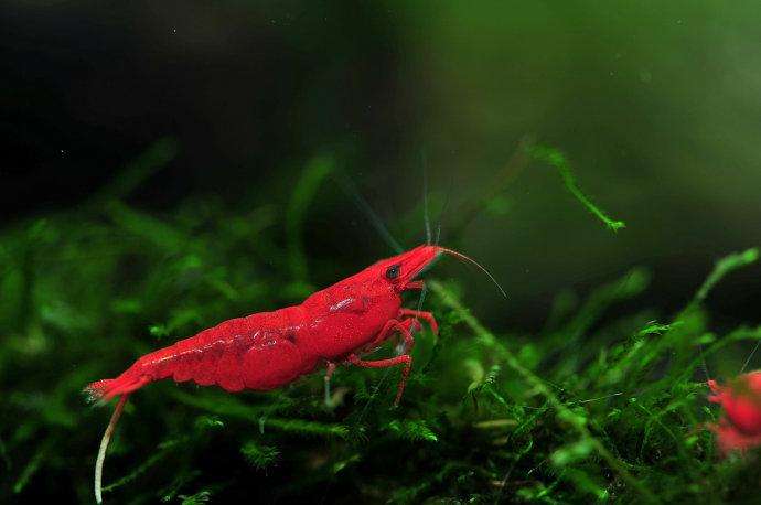 极火虾（水族箱完美搭档）