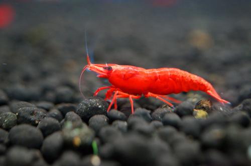 极火虾（水族箱完美搭档）