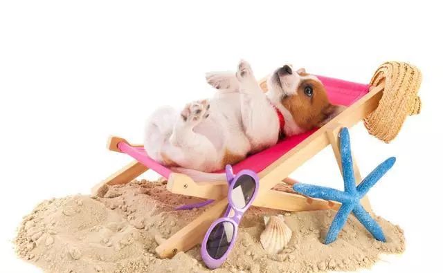 狗狗怀孕期注意事项有哪些,狗狗怀孕时应该注意些什么