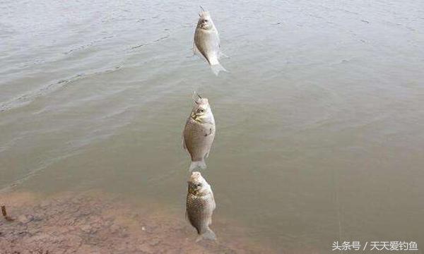 抛竿串钩钓鲫鱼方法,抛竿串钩钓鲫鱼的正确方法