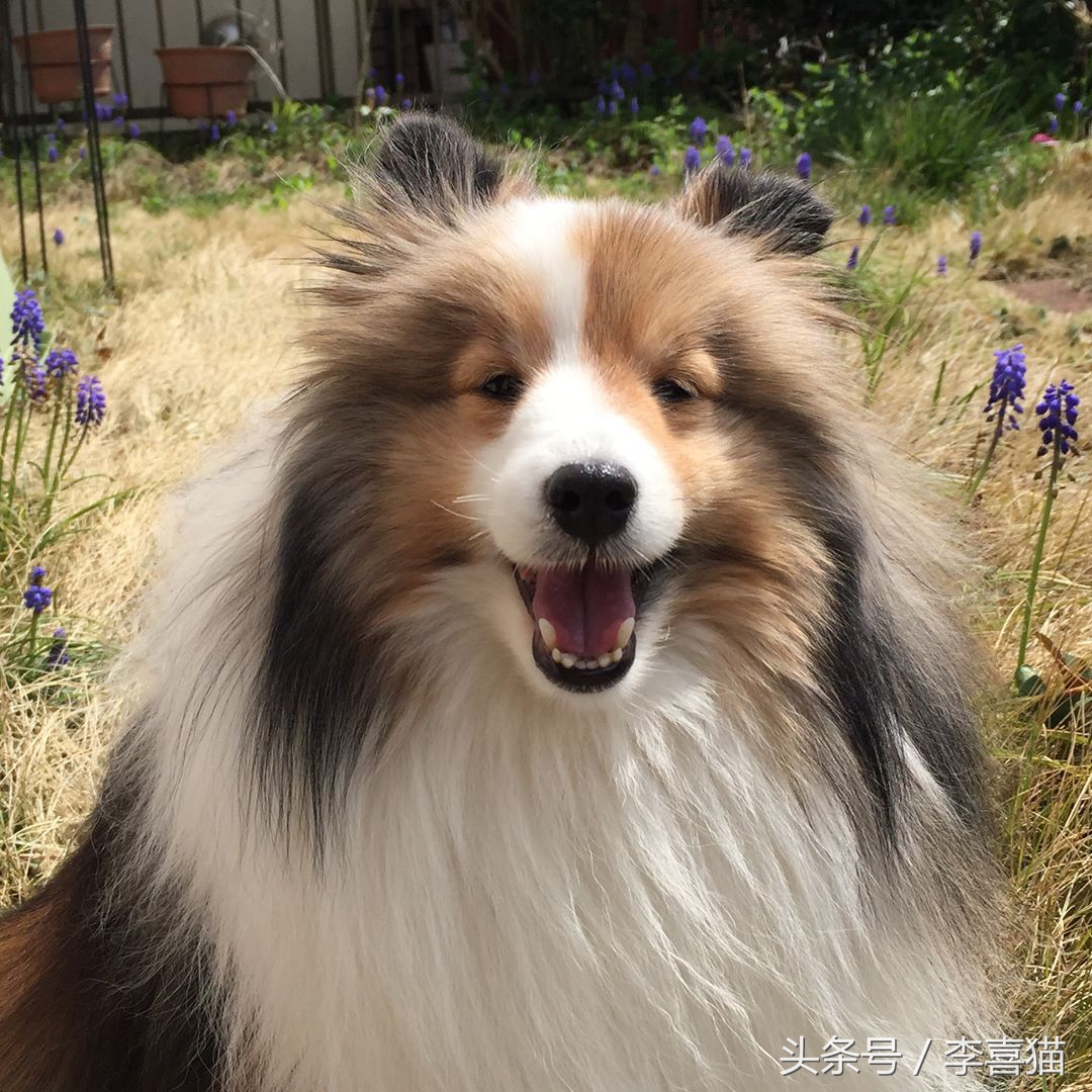 喜乐蒂牧羊犬黑色小时候,喜乐蒂牧羊犬是最聪明的狗吗