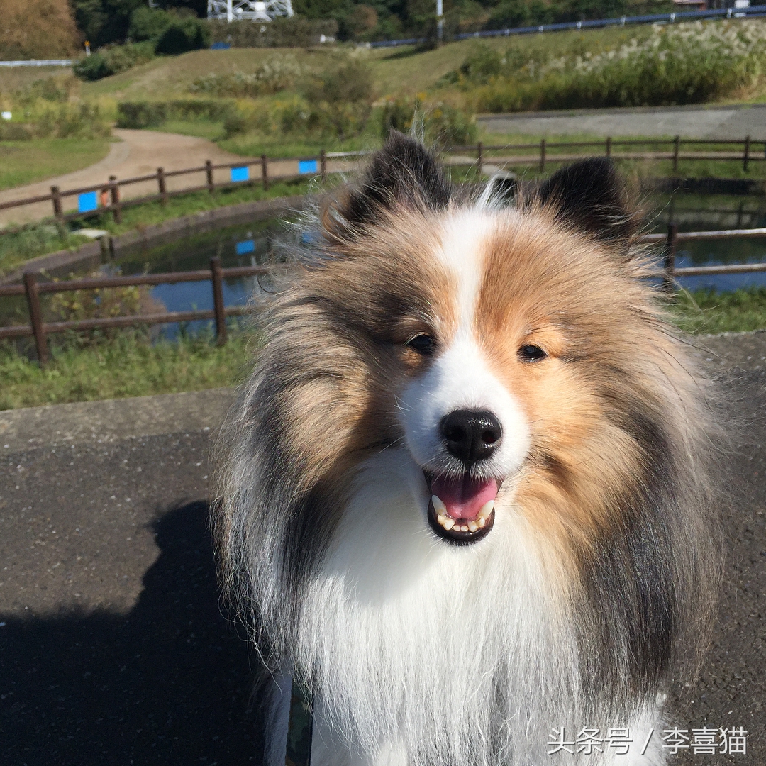 喜乐蒂牧羊犬黑色小时候,喜乐蒂牧羊犬是最聪明的狗吗