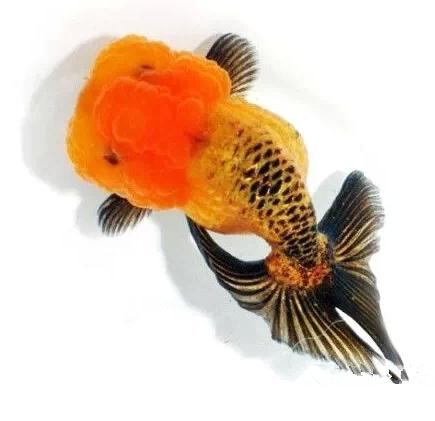 名媛金鱼百科全书~