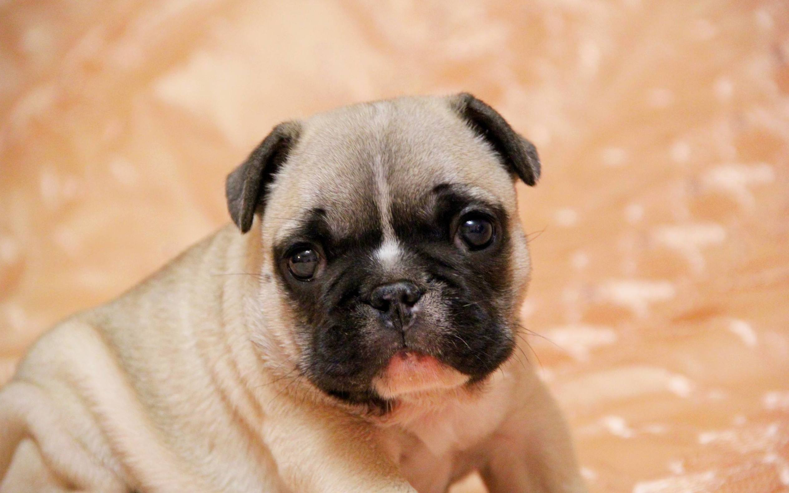 带狗字的成语是什么,关于带狗的成语大全