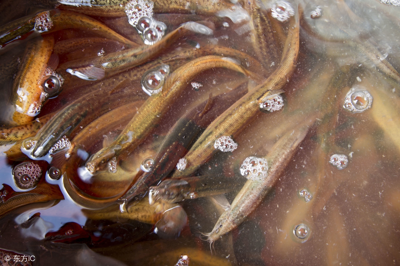 泥鳅养殖技术及前景,泥鳅养殖技术怎样养殖泥鳅