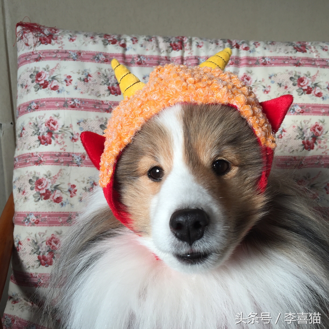 喜乐蒂牧羊犬黑色小时候,喜乐蒂牧羊犬是最聪明的狗吗