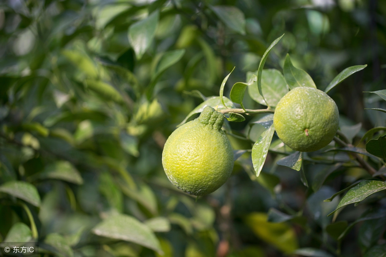 近几年来一种叫丑八怪的水果,5种很丑很奇怪的水果
